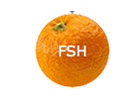 Guarda Fresh TV in Diretta