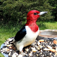 Gettysburg Bird Feeder and Wildlife Cam