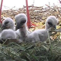 Kirchzarten Stork Nest Live Webcam